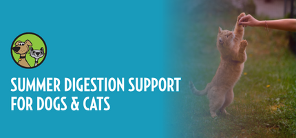 Summer Digestion Support for Dogs and Cats