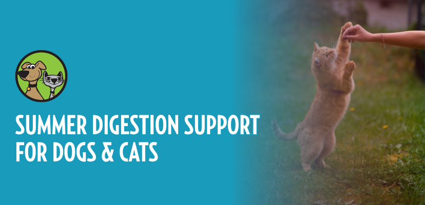 Summer Digestion Support for Dogs and Cats