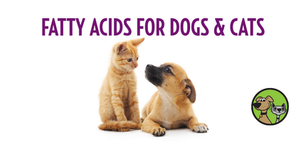 Fatty Acids for Dogs and Cats: Why This Ingredient Supports Skin, Coat, Joints, and Energy