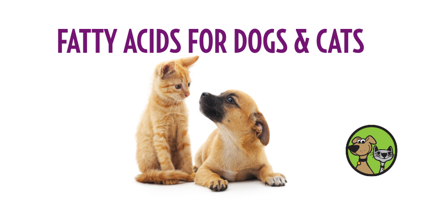 Fatty Acids for Dogs and Cats: Why This Ingredient Supports Skin, Coat, Joints, and Energy