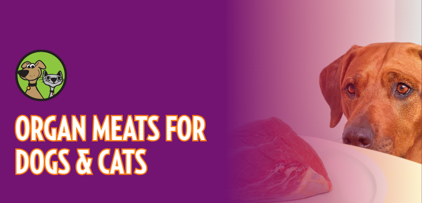 Organ Meats for Dogs and Cats: Small Portions, Powerful Nutrition