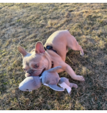 Tall Tails Tall Tails Plush Dog Toys | Jointed Shark with Rope 14"