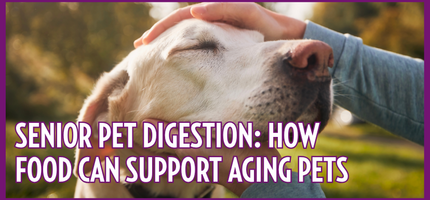 Senior Pet Digestion: How Food Can Support Aging Dogs & Cats