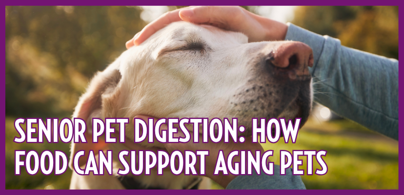 Senior Pet Digestion: How Food Can Support Aging Dogs & Cats