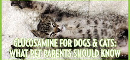 Glucosamine for Dogs & Cats: What Pet Parents Should Know