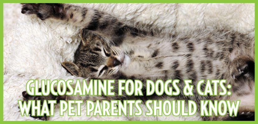 Glucosamine for Dogs & Cats: What Pet Parents Should Know