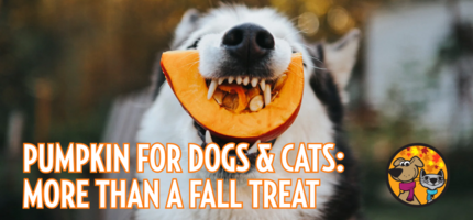 Pumpkin for Dogs & Cats: More Than a Fall Treat