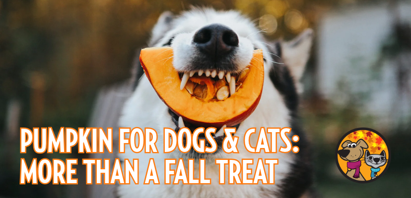 Pumpkin for Dogs & Cats: More Than a Fall Treat