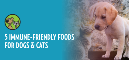 5 Immune-Friendly Foods for Dogs & Cats