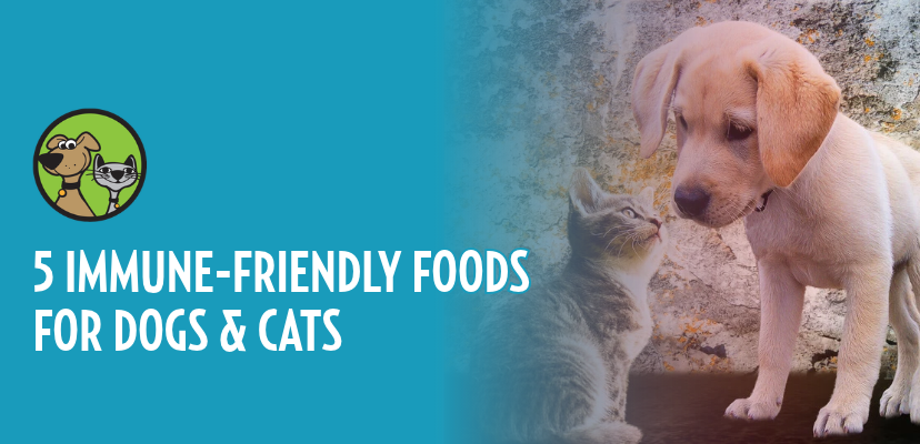 5 Immune-Friendly Foods for Dogs & Cats