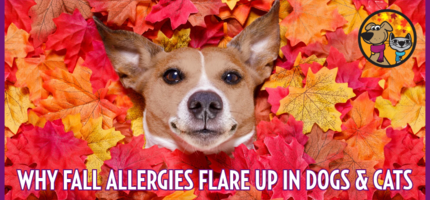 Why Fall Allergies Flare Up in Dogs & Cats