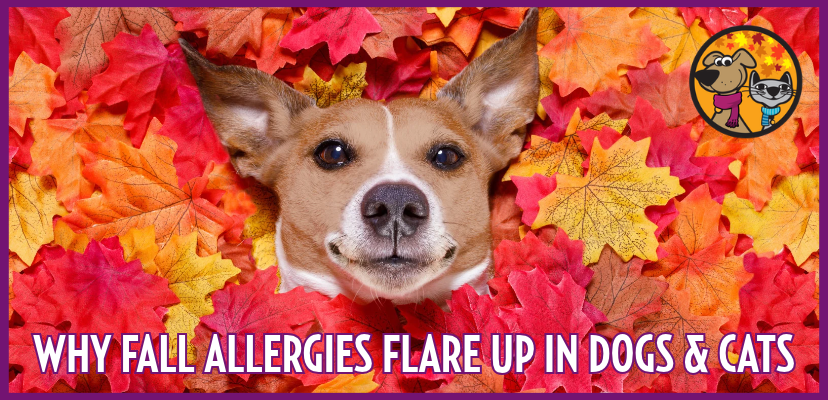 Why Fall Allergies Flare Up in Dogs & Cats