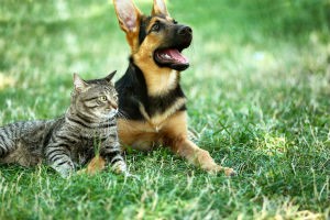 Understanding and Treating Your Pet's Allergies