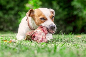 Why Raw Meaty Bones Should Be In Your Dog's Diet