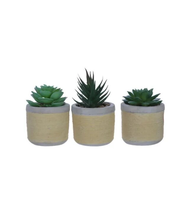 LAUREN TAYLOR MINI SUCCULENT IN ROPE WRAPPED CERAMIC POT 7.5cm x 7.5cm x 13cm