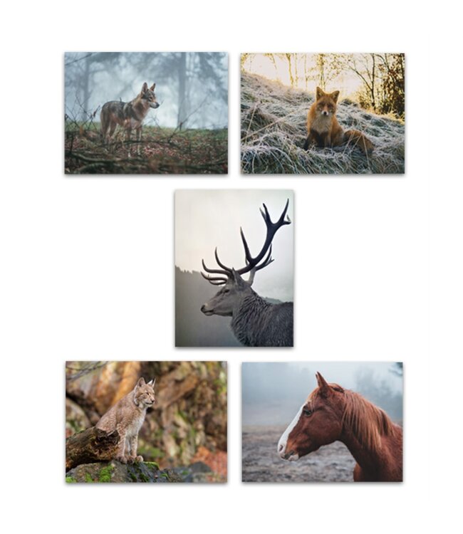 LAUREN TAYLOR FALL WILD LIFE CANVAS WALL ART AST 24X31"