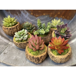 Outside The Box 3" Succulent In Mayan Coconut Shell - EACH SOLD SEPARATELY