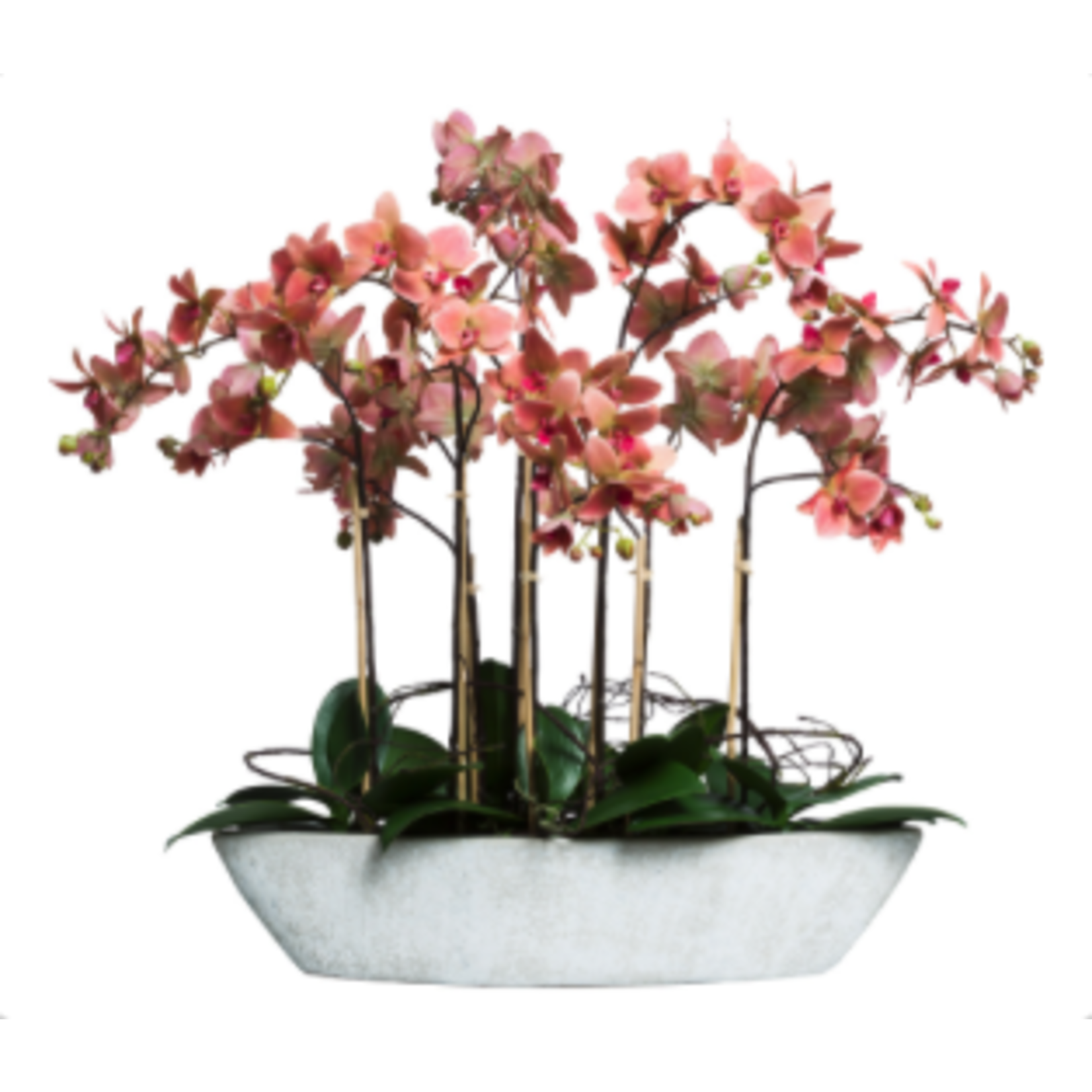 Outside The Box 28" Coral Phalaenopsis Orchid Silk In White Base