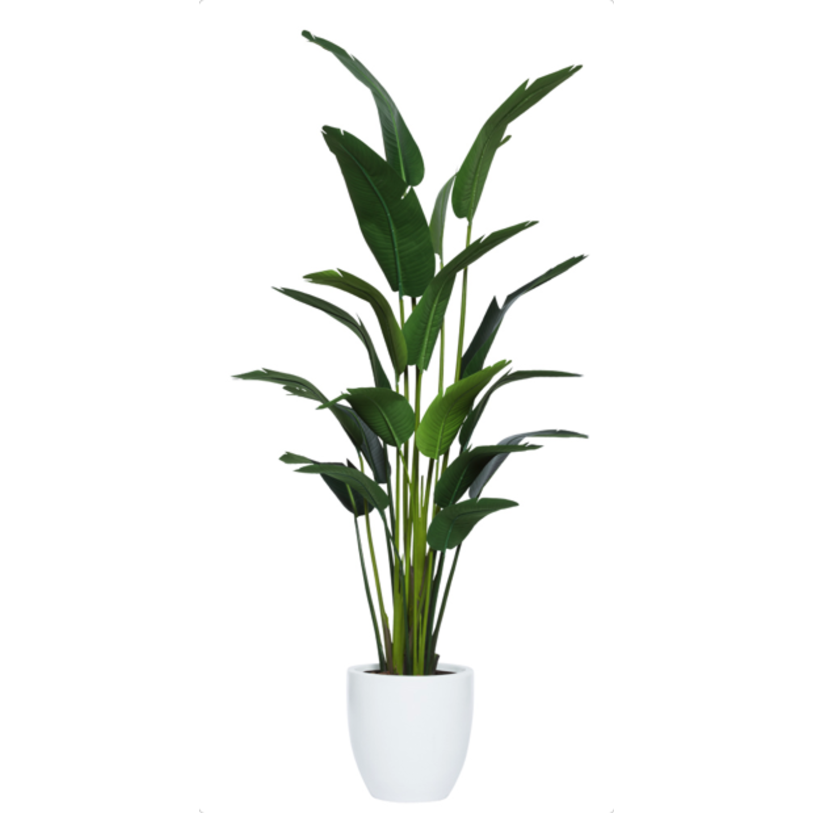 Outside The Box 8' Travelers Silk Palm  With White Pot