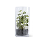 Outside The Box 9" Assorted Herbs in Glass Cylinders