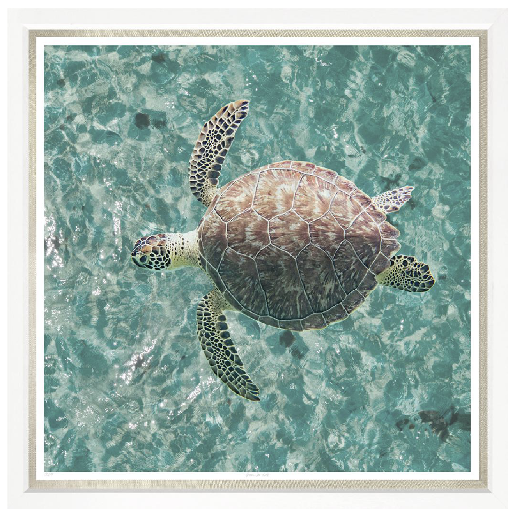 Outside The Box 43x43 Trowbridge  Green Sea Turtle Art