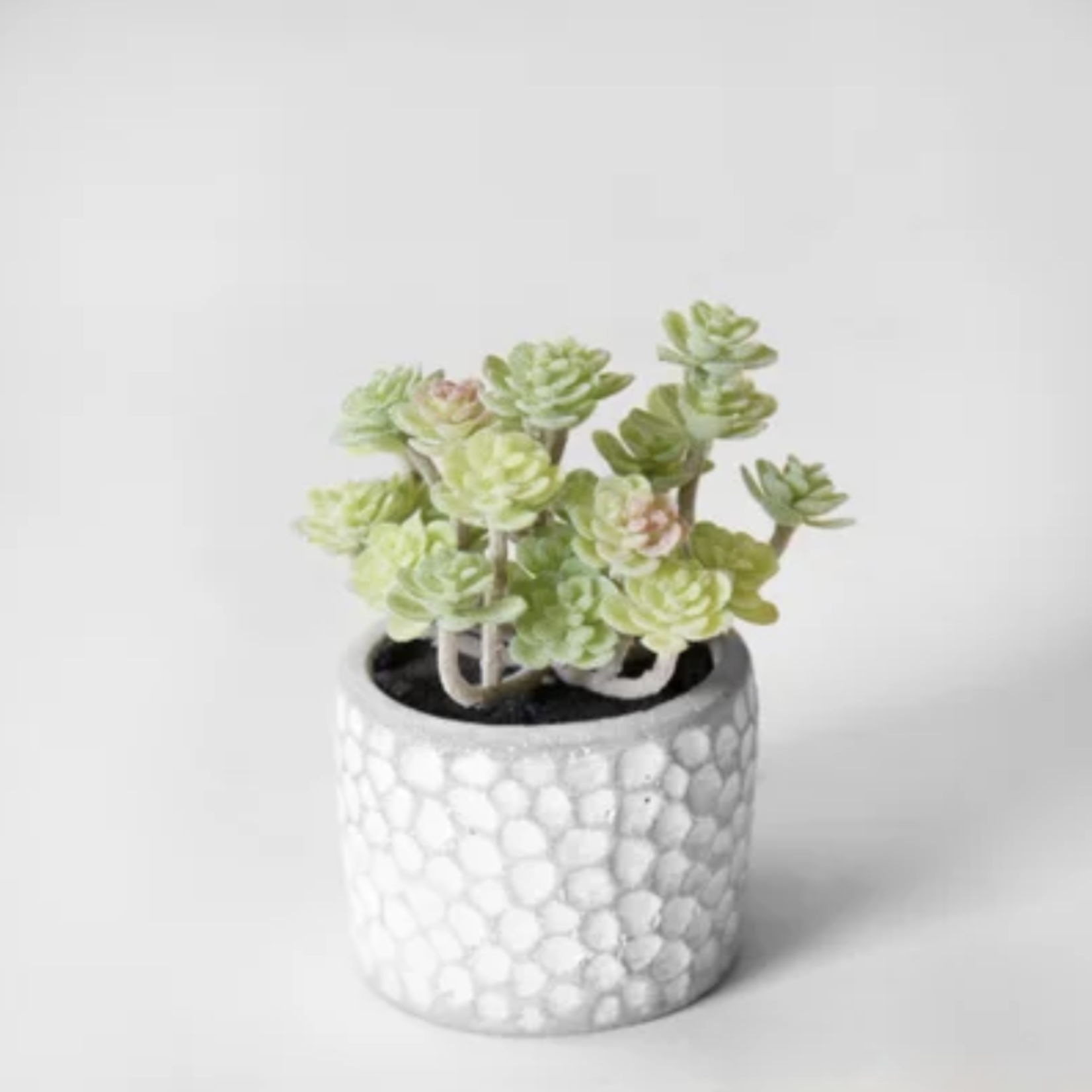 Outside The Box 4" Little Jewel Succulent In Cement Pot