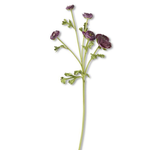 Outside The Box 21" Dark Purple Real Touch 5 Head Ranunculus Stem