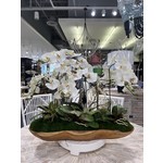 Outside The Box 41x25 White Phalaenopsis 7 Orchid In Teak Bowl
