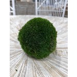 Outside The Box 4" Moss Ball