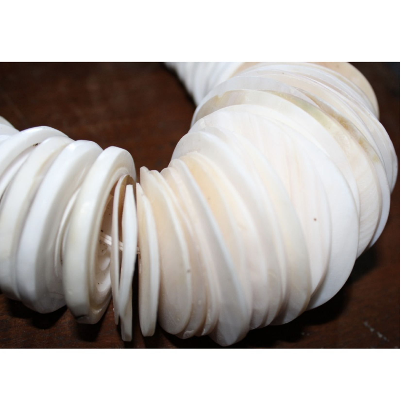 Outside The Box 20" Cypraea & Conus Handcrafted Shell Necklace