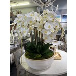 Outside The Box 37" White Phalaenopsis Orchid In White Rattan Bowl