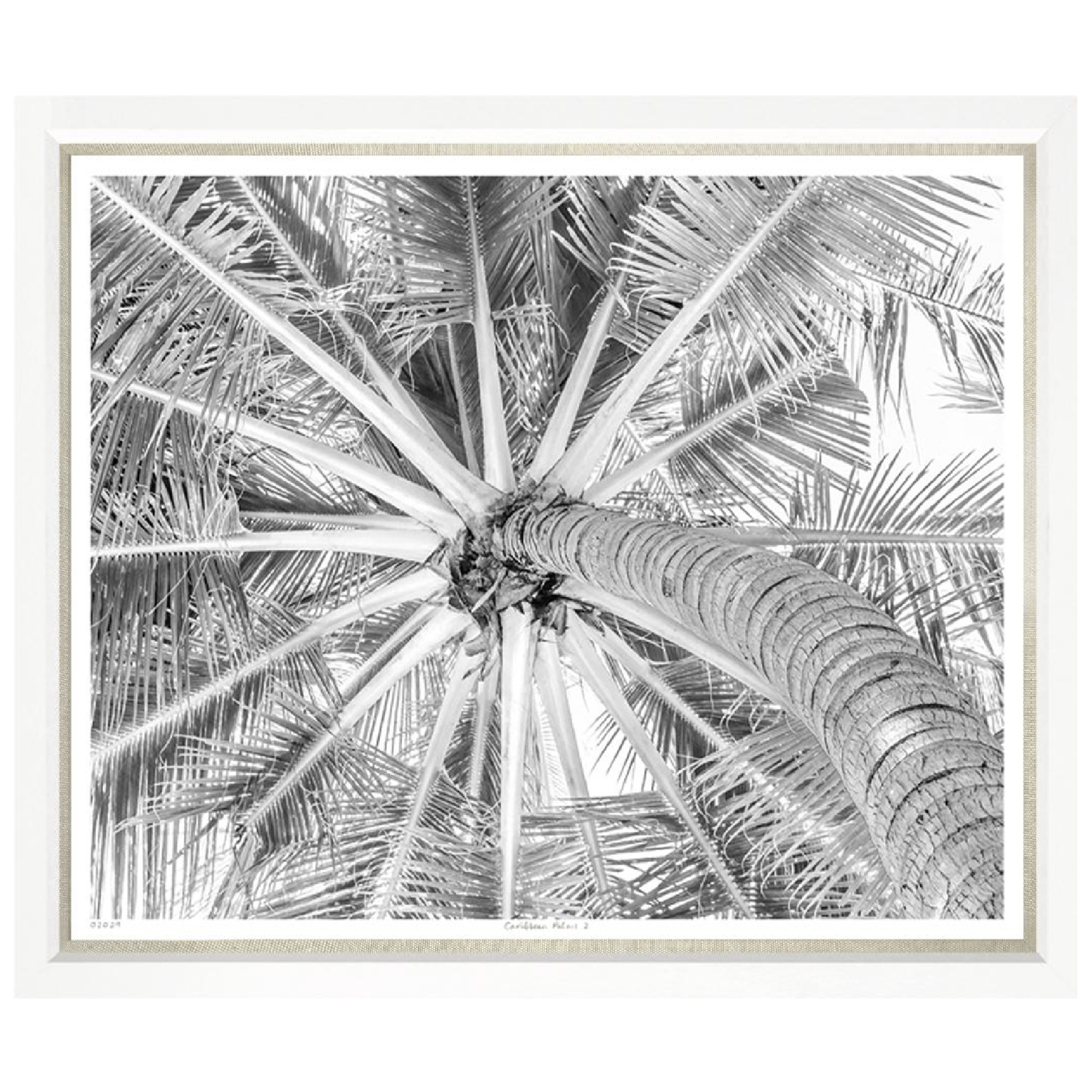 Outside The Box 50x43 Trowbridge Caribbean Palms 2 Art White Frame With Linen Slip