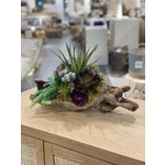 Outside The Box 17" Succulent & Cacti In Natural Grapewood Log