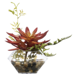 Outside The Box 9" Orange Echeveria In Water Vase