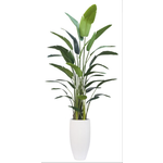 Outside The Box 11' Deluxe Travelers Palm Silk Plant In White Stone Ribbed Pot