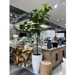 Outside The Box 8' Fiddle Fig Silk Plant With White Resin Pot