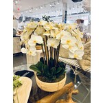 Outside The Box 31" White Phalaenopsis Real Touch Orchid In Natural Cane Rattan Basket