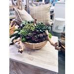 Outside The Box 11" Assorted Succulents in Natural Cane Rattan Basket