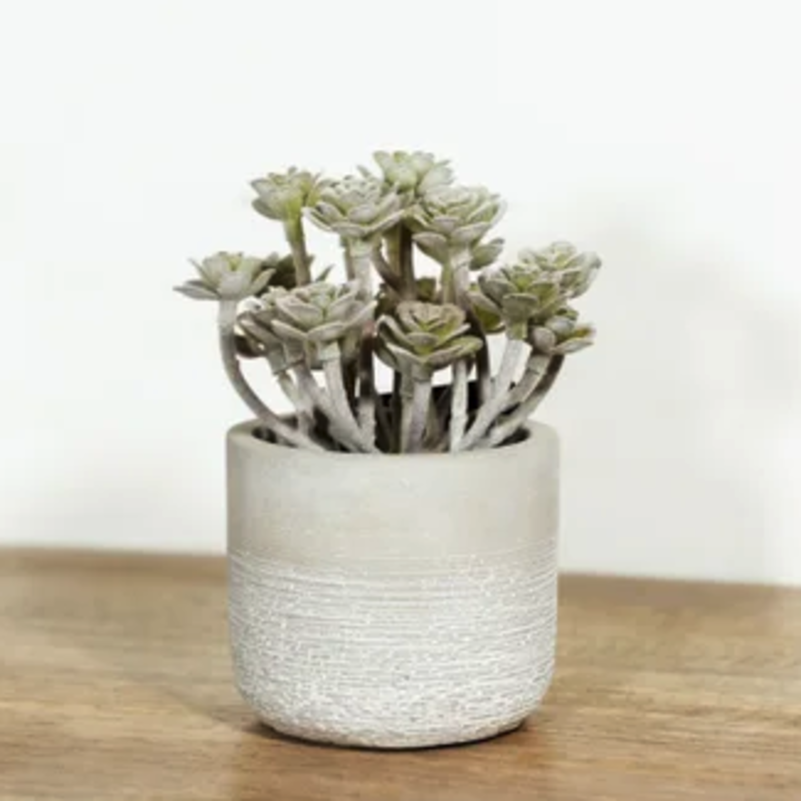Outside The Box 5" Faux Succulent In Gray Cement Pot