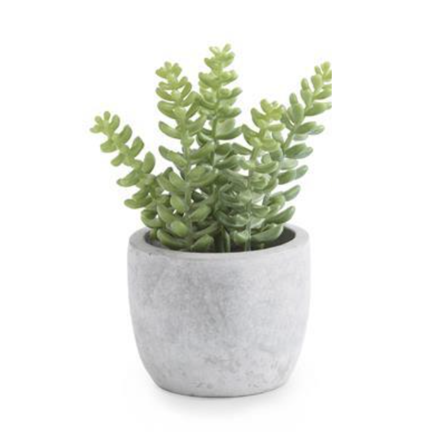 Outside The Box 6" Assorted Small Succulents Cement Pots - EACH SOLD SEPARATELY
