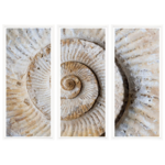 Outside The Box 67x50 Trowbridge Shell Fossil Triptych Art