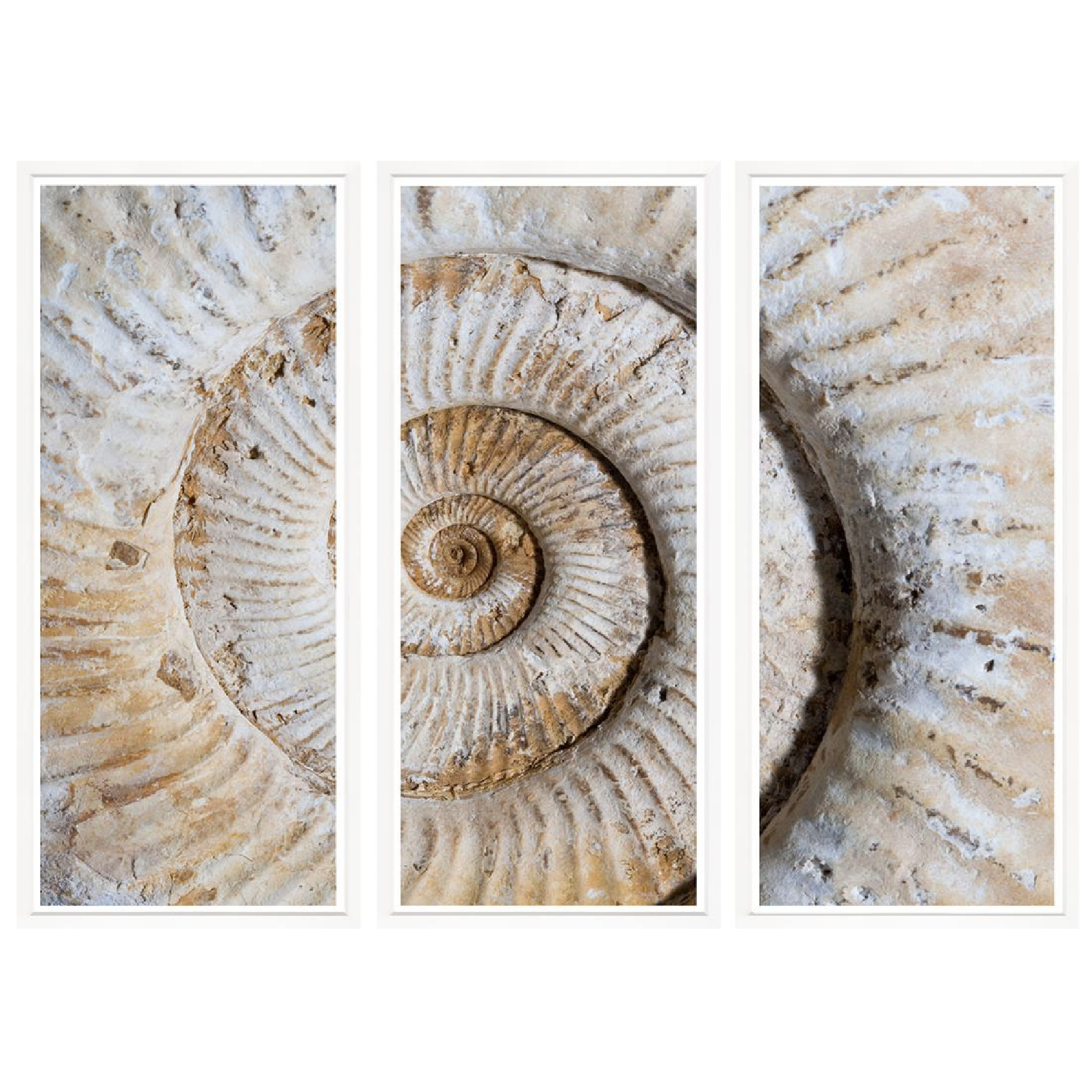 Outside The Box 67x50 Trowbridge Shell Fossil Triptych Art