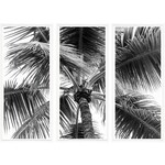 Outside The Box 67x50 Trowbridge Black & White Palm Triptych Art