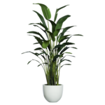 Outside The Box 10' Deluxe Travelers Palm Silk Plant In White Sandstone Pot