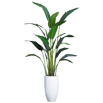 Outside The Box 7'.5" Travelers Palm Silk Tree With White Resin Pot