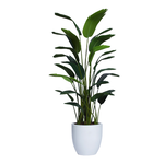 Outside The Box 6.5' Deluxe Travelers Palm In White Pot