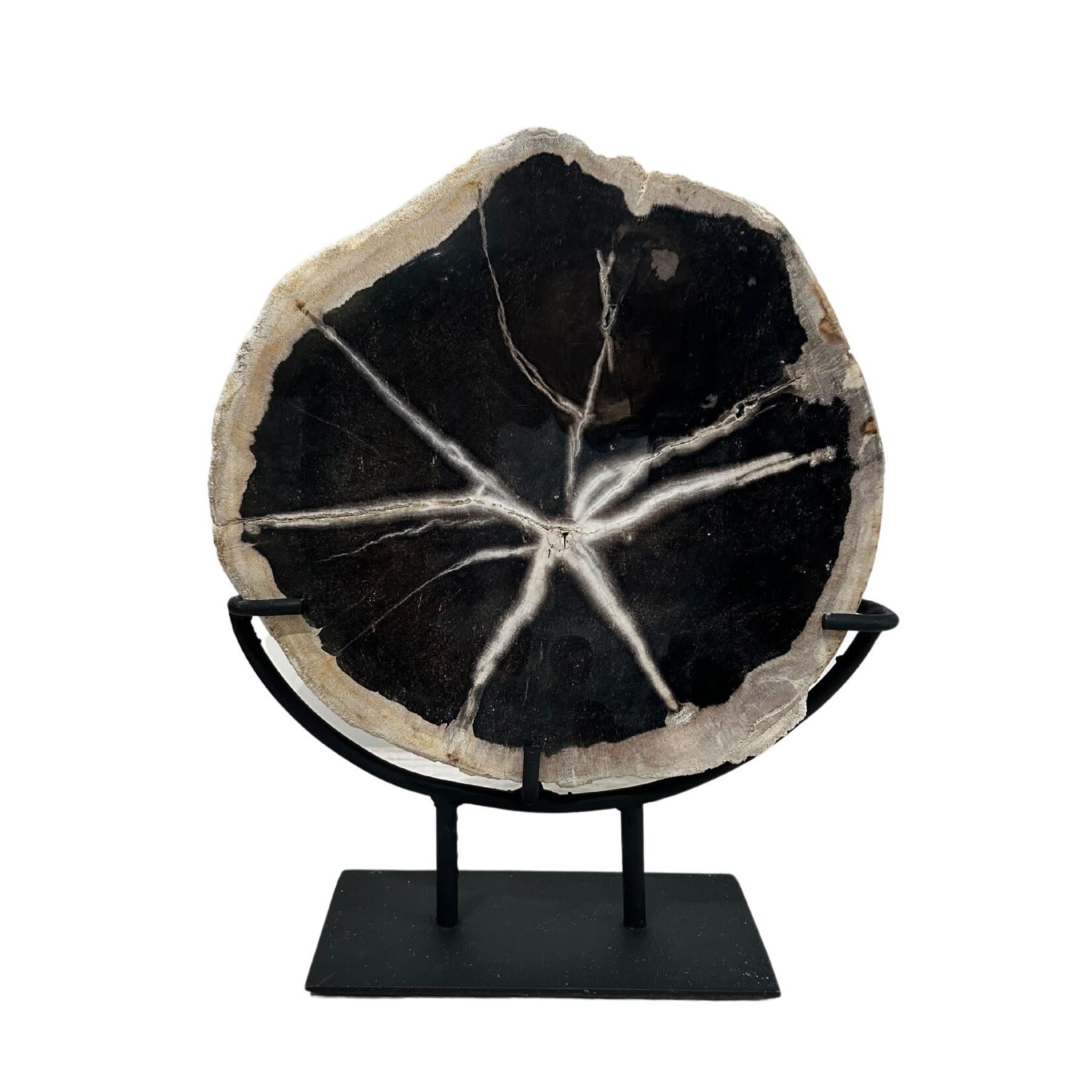 Outside The Box 13" Petrified Wood With Stand