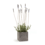 Outside The Box 24" French Lavender In Gray Square Pot
