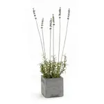 Outside The Box 19" French Lavender In Gray Square Pot