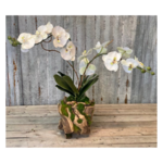 Outside The Box 28" Two White Phalaenopsis Orchid In Handcrafted Grapewood Base